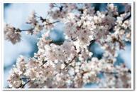 プチアドバイス